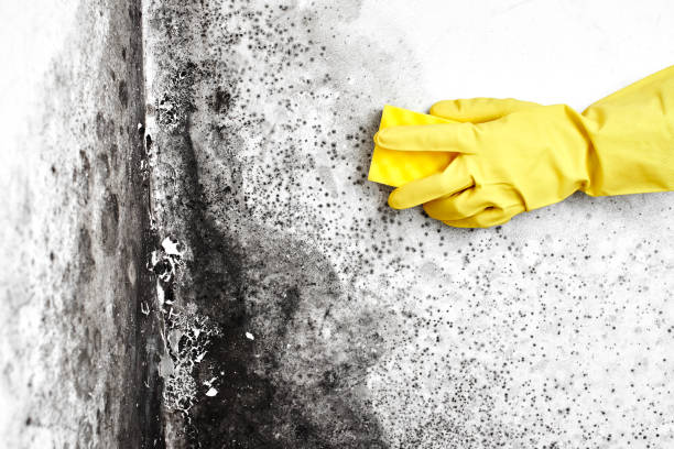 Mold Testing and Removal in Cove Creek, NC