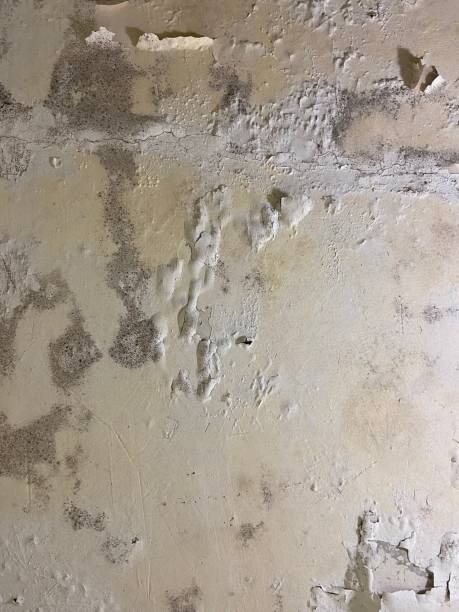 Best Professional Mold Removal  in Cove Creek, NC