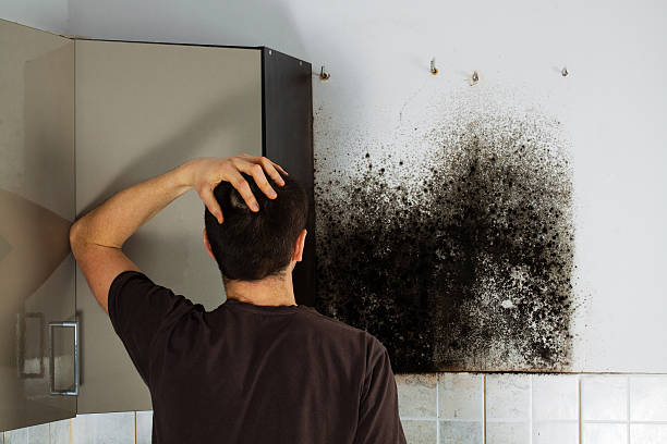 Trusted Cove Creek, NC Mold Removal Experts